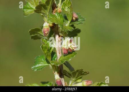 Rote Blüten einer Stachelbeere oder einer europäischen Stachelbeere (Ribes uva-crispa). Familie Grossulariaceae. In einem verblassten grünen, holländischen Garten. Frühling, April, Holland Stockfoto