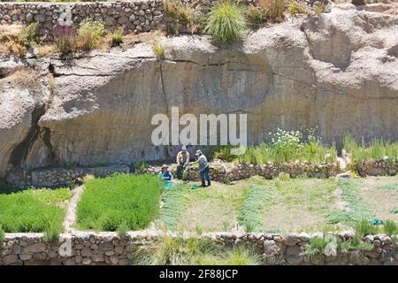 Caspana, Antofagasta Region, Chile, Südamerika - Indigene Bauern in Caspana, einem kleinen Dorf in einer Oase in der Atacama Wüste Stockfoto