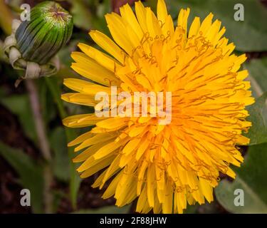 Extreme Nahaufnahme eines leuchtend gelben Dandelions Stockfoto