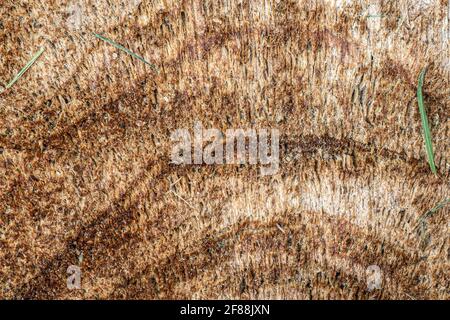 Extreme Nahaufnahme mit Details und Holzmaserung am Querschnitt Des Baumes Stockfoto