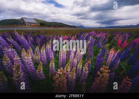 Die blühenden Lupinen am Lake Tekapo, Neuseeland Stockfoto