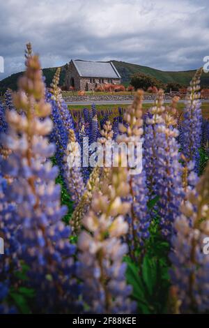 Die blühenden Lupinen am Lake Tekapo, Neuseeland Stockfoto