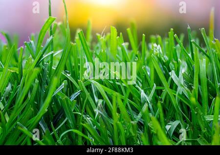 Extreme Nahaufnahme von frischem, grünem Gras im Frühjahr Stockfoto