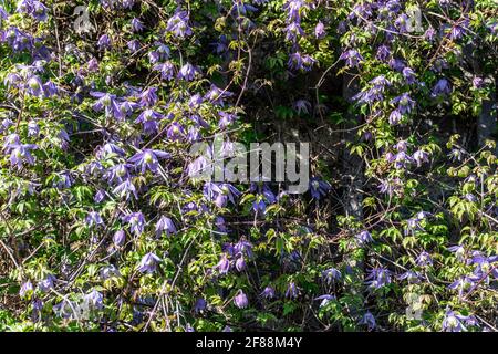 Alpine Clematis. Die glockenförmigen blauen Blüten der Alpine Clematis, einer Kletterpflanze, die jedes Jahr im April/Mai blüht. Stockfoto