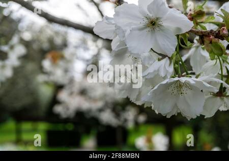 Prunus Avium: Nahaufnahme der Blüten von prunus Avium oder Wild Cherry. Ein frühlingsblühender Baum. Stockfoto