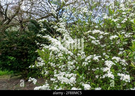 Prunus Spinosa. Die Frühlingsblumen des Schwarzdornbaums, Prunus Spinosa. Stockfoto