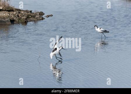 Avocet (Recurvirostra avosetta) Landung Stockfoto