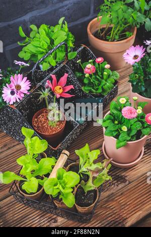 Gartenarbeit - Pflanzen und Wiederpflanzen, Sämlinge mit Pflanzen in Blumentöpfen und Gartengeräte Stockfoto