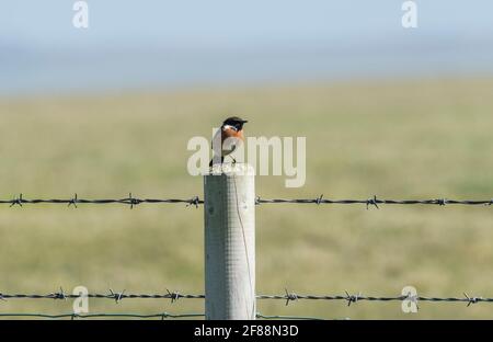 Steinechat (Saxicola torquata) auf einem Pfosten Stockfoto