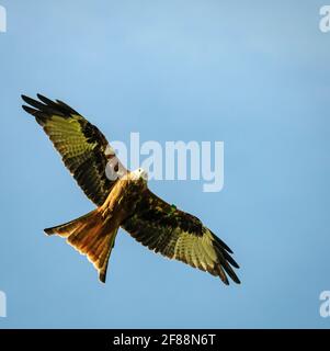 Eine herbstliche 3-Aufnahme HDR-Aufnahme eines Red Kite, Milvus milvus, an einer Drachenfütterungsstation in der Nähe von Laurieston, Dumfries und Galloway, Schottland. 23. September 2012 Stockfoto