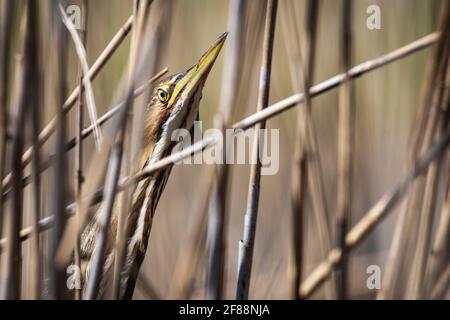 Amerikanische Rohrdommel in einer Verborgenen Pose mit gestrecktem Hals und Schnabel nach oben gerichtet. Stockfoto