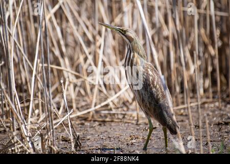 Amerikanische Rohrdommel in einer Verborgenen Pose mit gestrecktem Hals und Schnabel nach oben gerichtet. Stockfoto