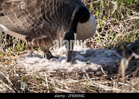 Weibliche Kanadagans, die sich um ihr Nest kümmert und Eier brütet. Stockfoto