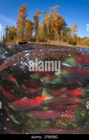 Sockeye Salmon Run Adams River, British Columbia, Kanada Stockfoto