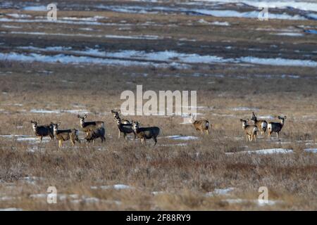 Weißschwanzhirsche Herde im Grasslands National Park, Saskatchewan, Kanada Stockfoto