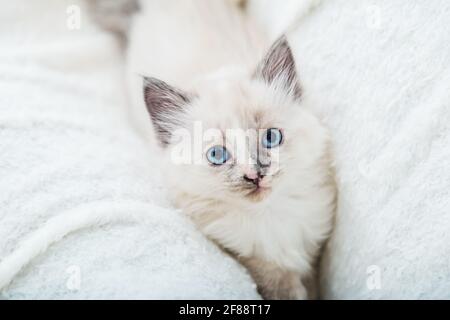 Weißes flauschiges Kätzchen liegt auf der Couch. Verspielte Katze mit blauen Augen ruht zu Hause auf einer weichen weißen Decke. Kätzchen schaut auf die Kamera. Katzenporträt mit Stockfoto