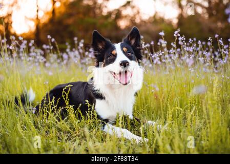Border Collie genießt ein Feld mit lila Blumen, Porträt eines ausgebildeten Hundes Stockfoto