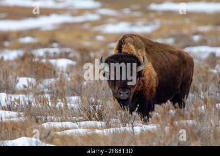 Bison im Grasland Nationalpark, Saskatchewan, Kanada Stockfoto