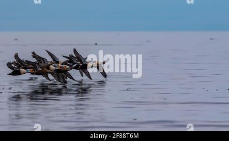 König Eider Enten fliegen entlang der arktischen Scholle Rand in Pond Inlet, Nunavut, Kanada Stockfoto