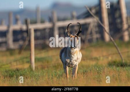 Pronghorn-Antilope im Grasslands National Park, Saskatchewan, Kanada Stockfoto