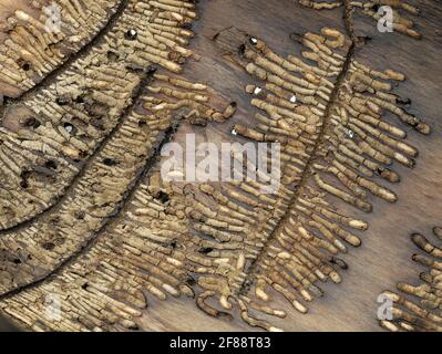 Reste einer Larve eines europäischen Rindenkäfers, IPS typographius, in einer Baumrinde Stockfoto