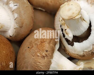 Nahaufnahme von frischen braunen Pilzen, rohem Champignon-Hintergrund Stockfoto