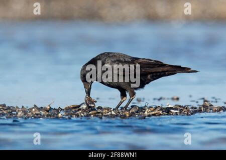 Aaskrähe (Corvus corone), die blaue Miesmuscheln / gemeine Miesmuscheln frisst (Mytilus edulis) In Muschelbett am Strand bei Ebbe ausgesetzt Stockfoto