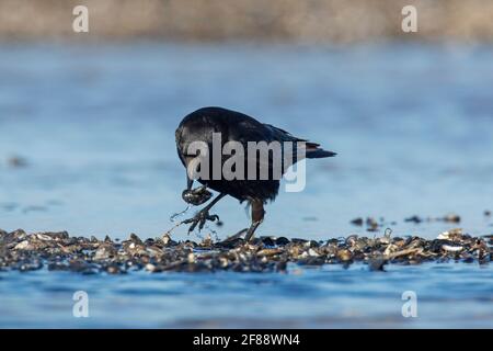 Aaskrähe (Corvus corone), die blaue Miesmuscheln / gemeine Miesmuscheln frisst (Mytilus edulis) In Muschelbett am Strand bei Ebbe ausgesetzt Stockfoto