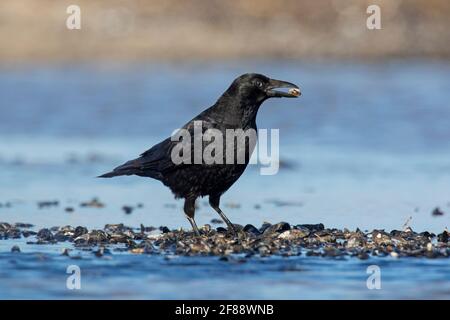 Aaskrähe (Corvus corone), die blaue Miesmuscheln / gemeine Miesmuscheln frisst (Mytilus edulis) In Muschelbett am Strand bei Ebbe ausgesetzt Stockfoto