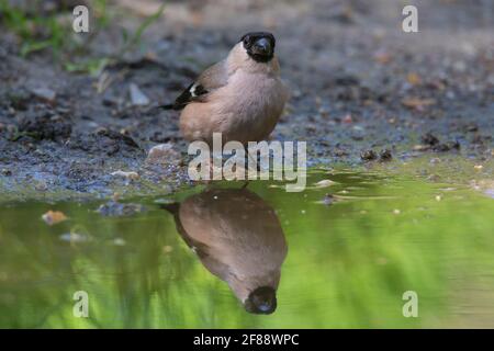 Eurasischer Gimpel/gewöhnlicher Gimpel (Pyrrhula pyrrhula) Weibliches Trinkwasser aus Teich / Bach Stockfoto