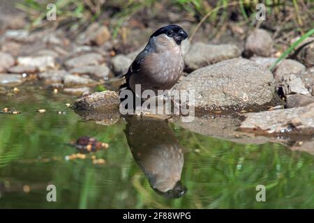 Eurasischer Gimpel/gewöhnlicher Gimpel (Pyrrhula pyrrhula) Weibliches Trinkwasser aus Teich / Bach Stockfoto