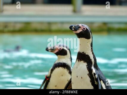 London, Großbritannien. April 2021. Humboldt-Pinguine (Spheniscus humboldti) zur Fütterungszeit, da der ZSL London Zoo nach einer längeren Stilllegungszeit aufgrund der seit dem 4. Januar 2021 geltenden Beschränkungen für die Dauer von 19 Jahren wieder für die Öffentlichkeit zugänglich ist. Kredit: Bradley Taylor / Alamy Live Nachrichten Stockfoto