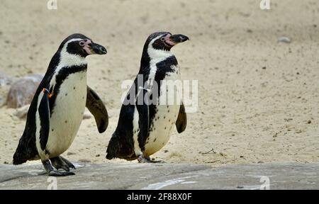London, Großbritannien. April 2021. Humboldt-Pinguine (Spheniscus humboldti) zur Fütterungszeit, da der ZSL London Zoo nach einer längeren Stilllegungszeit aufgrund der seit dem 4. Januar 2021 geltenden Beschränkungen für die Dauer von 19 Jahren wieder für die Öffentlichkeit zugänglich ist. Kredit: Bradley Taylor / Alamy Live Nachrichten Stockfoto