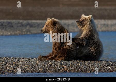 Kodiak Brown Bear im Katmai National Park, Alaska, USA Stockfoto
