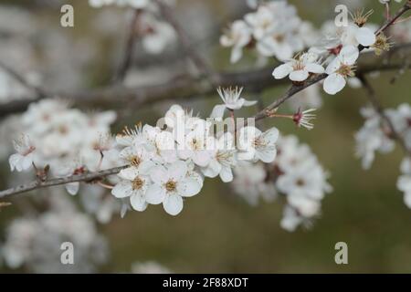 Blühende Pflaumenblüten, Frühlingspflaumenblüten, wunderschöne weiße Blüten Stockfoto