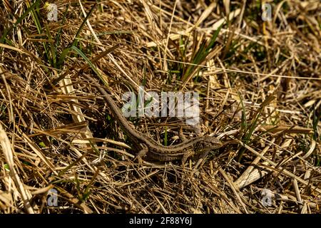 EIDECHSE in der Wiese im Grossen Walsertal. Fast unsichtbar getarnt im dürren Gras der Frühlingswiese wärmt sich die Eidechse im Sonnenlicht. Stockfoto