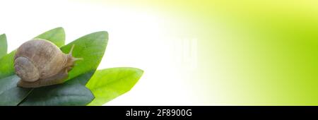 Schnecke auf einem grünen Blatt isoliert auf weißem Hintergrund mit grünem Farbverlauf. Schnecke Kosmetik Banner.Schnecke Schleim. Schneckenmuzinextrakt. Insektenbanner Stockfoto