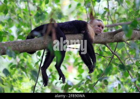 Weißer Kapuzineraffe auf einem Ast im Dschungel In Costa Rica Stockfoto