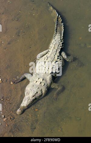 Großes Krokodil im Schlamm und Wasser in Costa Rica Stockfoto