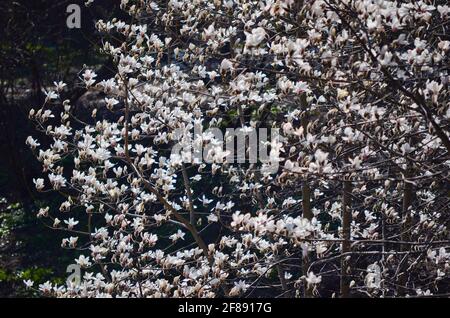 Nicht exklusiv: KIEW, UKRAINE - 10. APRIL 2021 - Magnolien blühen im Botanischen Garten Aleksandr Fomin, Kiew, der Hauptstadt der Ukraine. Stockfoto