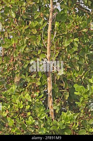 Sommersprossen-Specht (Dendrocopos analis longipennis) adultes Weibchen am toten Baumstamm Ang Trapaeng Thmor, Kambodscha Januar Stockfoto