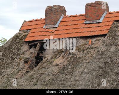 Beschädigtes und verwittertes Schilfdach eines alten niederländischen Gebäudes Stockfoto