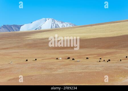 Yaks grasen auf dem Grasland der tibetischen Hochebene Stockfoto