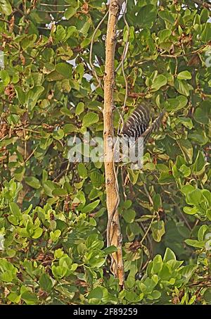 Sommersprossen-Specht (Dendrocopos analis longipennis) erwachsenes Weibchen, das vom toten Baumstamm Ang Trapaeng Thmor, Kambodscha, abbricht Januar Stockfoto