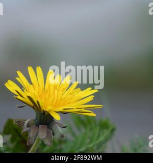 Nahaufnahme einer gelben Löchenkolben-Blüte, Taraxacum Stockfoto