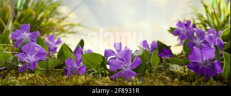 Es ist Frühling. Lila Waldblumen im Abendlicht Stockfoto
