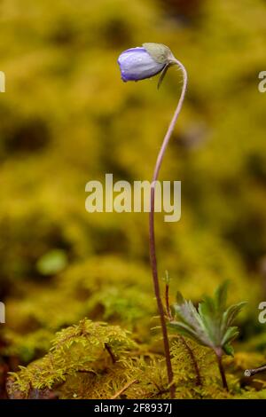 Leberblümchen oder Leberblümchen Stockfoto