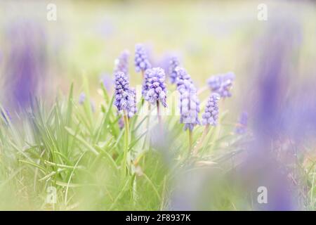 Traubenhyazinthe Muscari Blumen. Blaue Muscari armeniacum Blumen auf Frühlingsgarten. Sonnige Wiese. Frühling Saison. Stockfoto