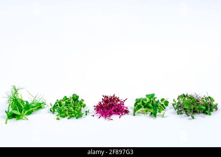 Mikrogrüne Sprossen aus Rettich, Senf, Rucola, Erbsen, Amaranth im Sortiment auf hellem Hintergrund. Stockfoto