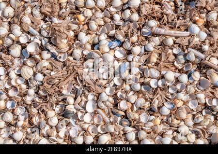 Muscheln wurden an der Gezeitenlinie des Snettisham-Strandes an der Wash in Norfolk aufgespült. Hauptsächlich Herzmuscheln, Cerastoderma edule . Stockfoto